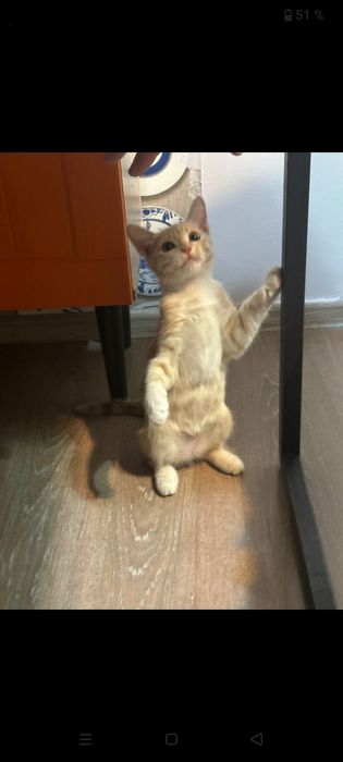 Рыжий котенок девочка