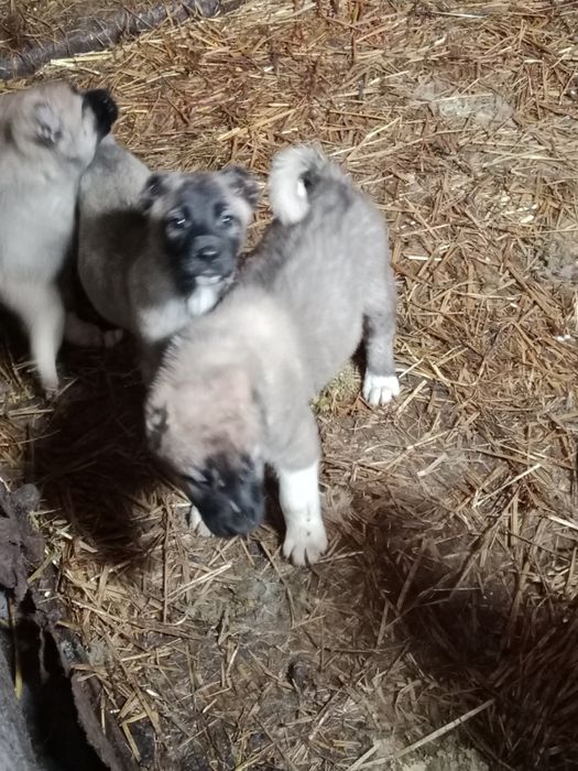 Vițel Limuzin disponibile