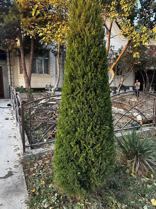 Archa kesish xizmatlari