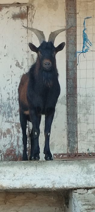 Vând/ schimb țapi