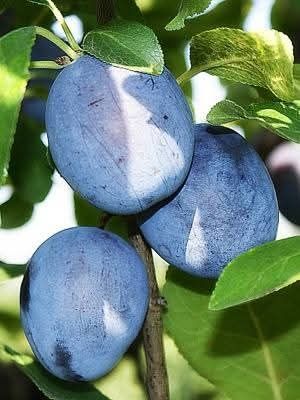 Pomi fructiferi certificati