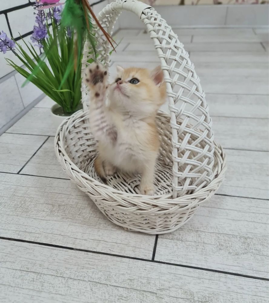 Продается золотой котёнок золотая Шиншила
