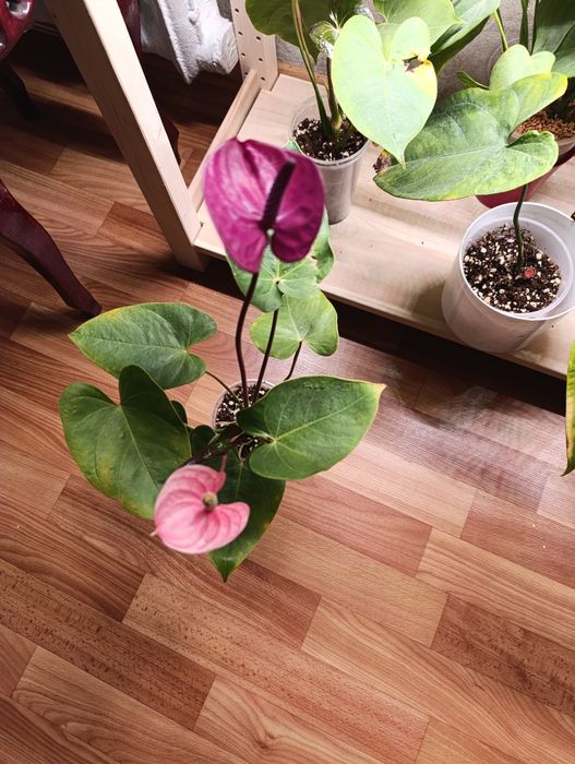 Комнатное растение