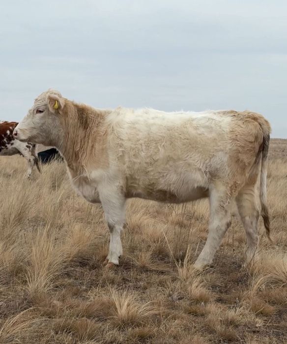 Продам телок аулиекольской породы