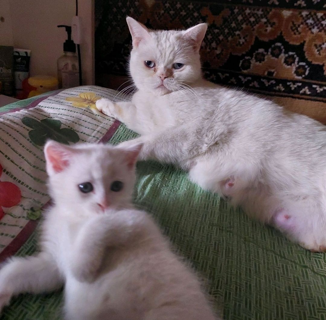 Котята свои скотиш