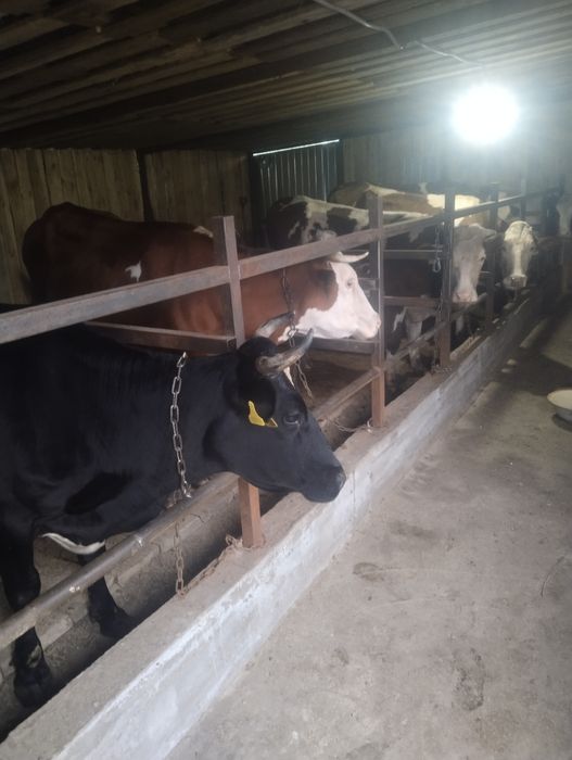 Продам племенных коров 5 голов