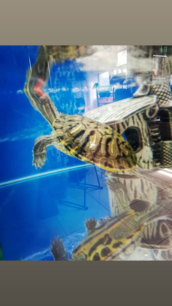 Черепашка красноухая черепаха водоплавающая