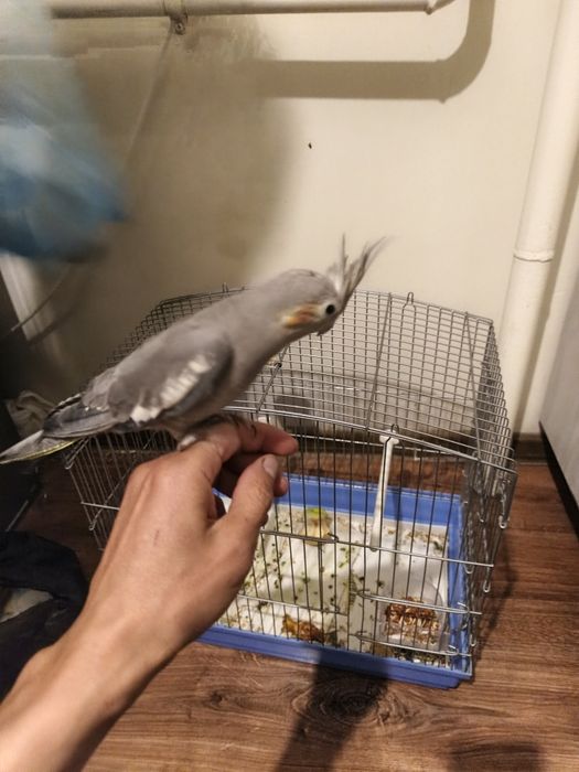 Korella sotiladi qafasi bilan 1 шт