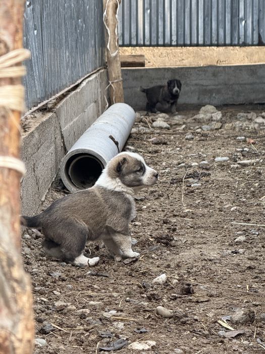 Чистокровные щенки алабая