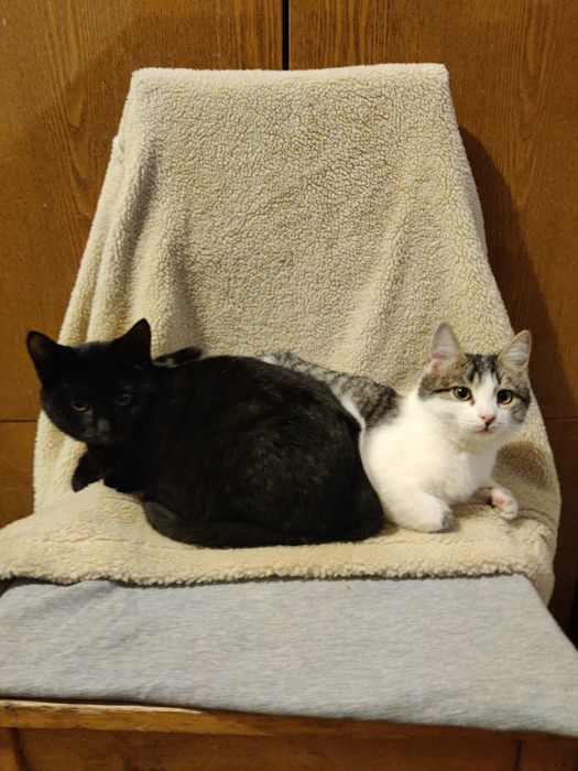 Котята девочки ! !