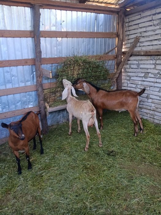 De vanzare capre si Țap