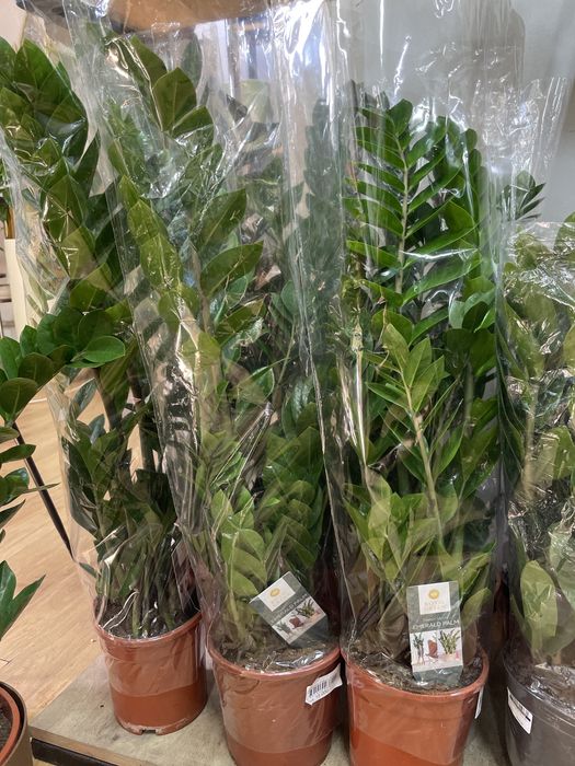 Долларовое дерево