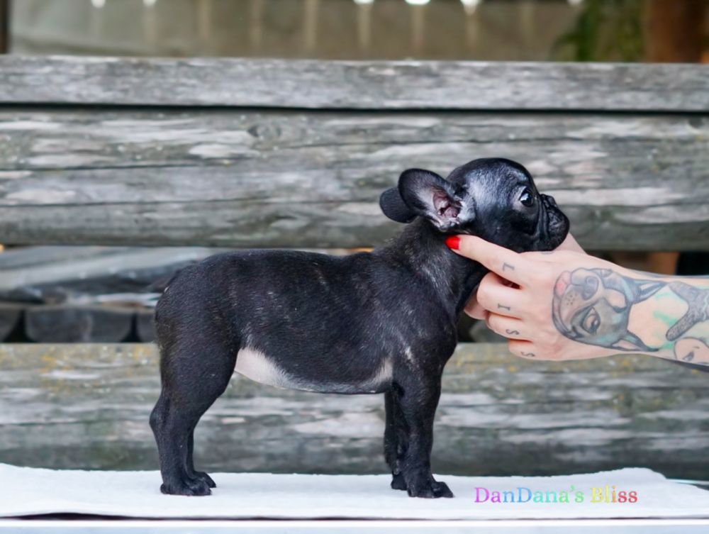 Bulldog francez cu pedigree - fetita