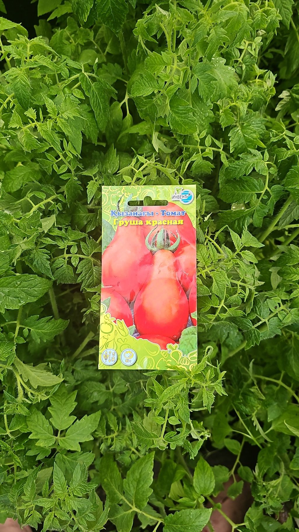 Рассада помидоры, баклажаны, капуста  80 тенге