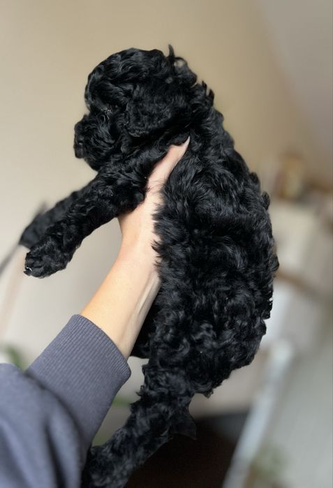 Пудел мини / Poodle