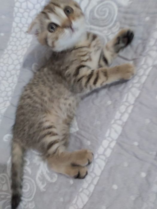 Котёнок Скотиш-Фолд