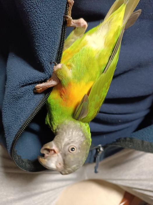 Vând papagal Senegal blând oferta