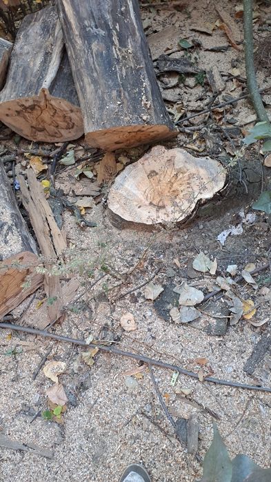 Taiere Copaci Periculoși/Alpinism utilitar