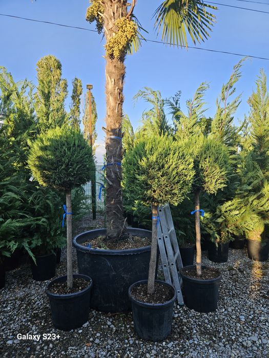 Vand plante ornamentale de diferite specii