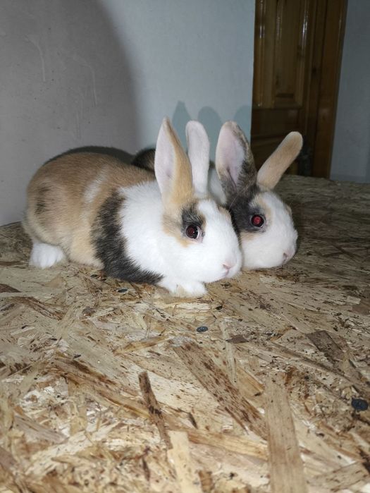 Декаратив куйончалар болалари сотувда  панда галанд