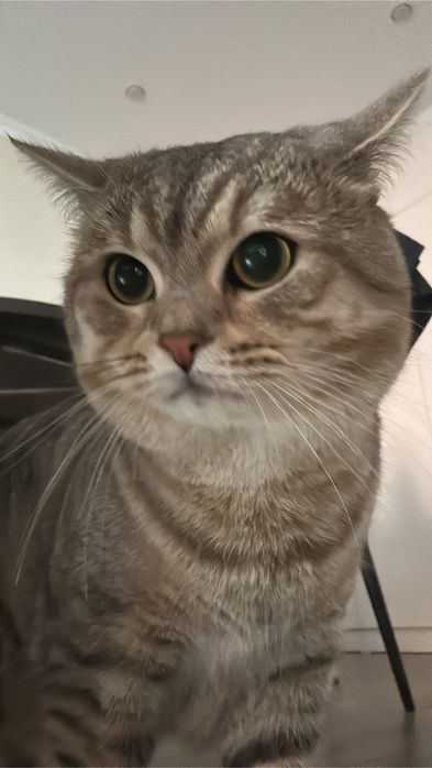 Отдам кота в добрые руки