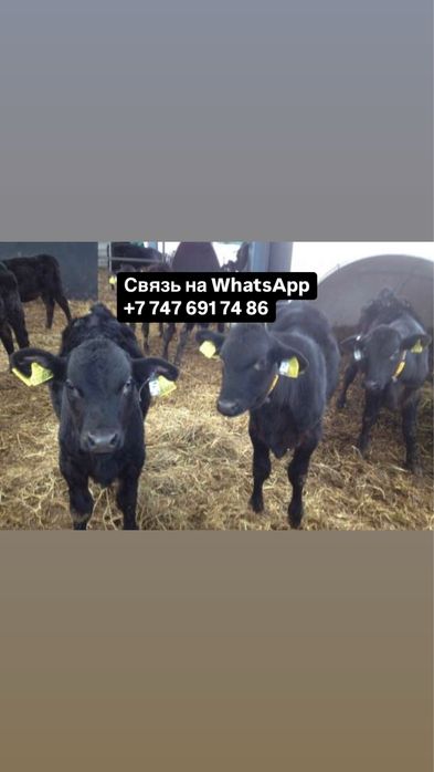 Бычки Телято Герефорд Ангус