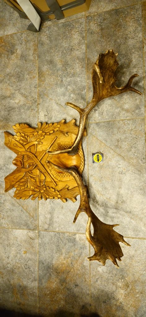 Vand trofee si coarne cerb carpatin+lopatar,caprior.Vezi 8 poze