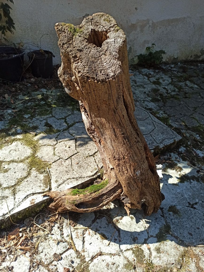 Buturugă Rădăcina pt Sculptură Obiecte Artă Masă Scaune etc