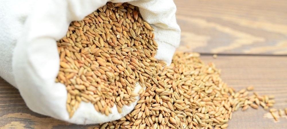 Grau Panificatie Productie 2025 in Jud Neamt, com. Horia