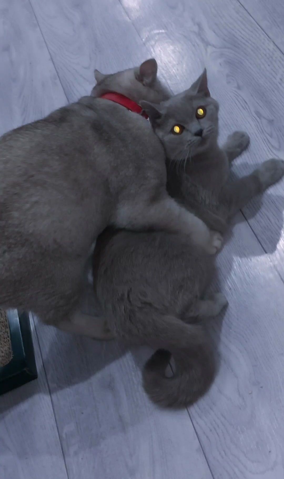 Вязка,прямоухий кот, окраса шиншилла