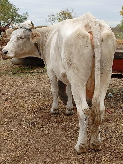 De vânzare  vacă gestantă în două luni