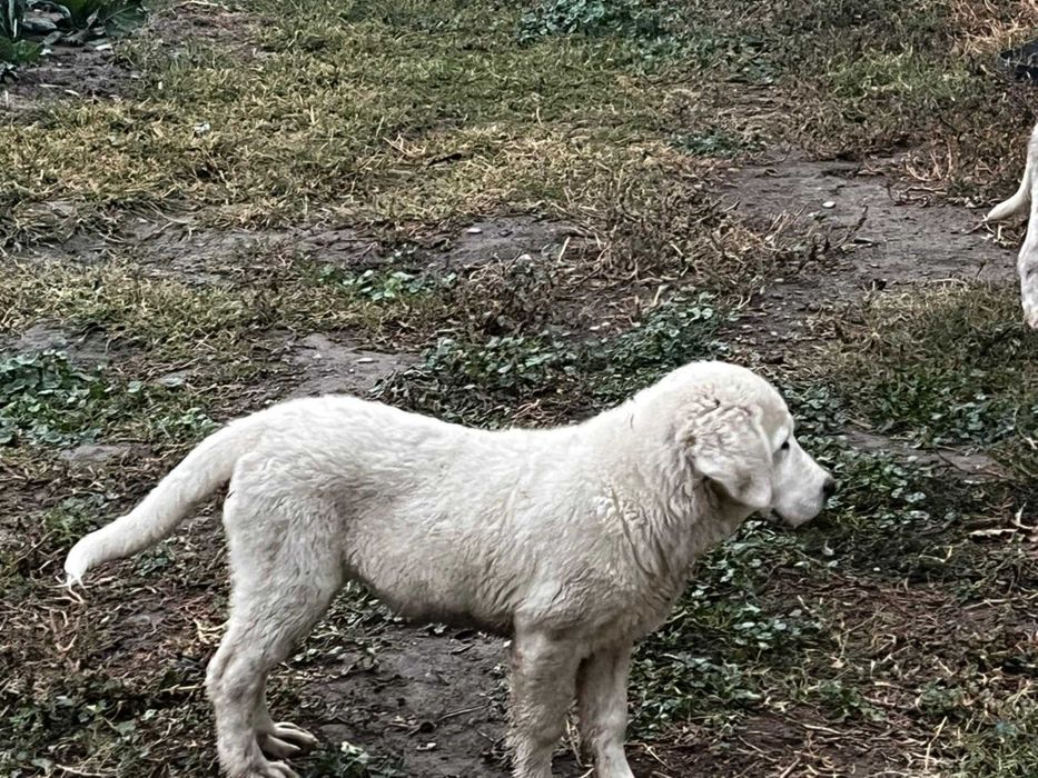 Ciobănesc de Asia Centrală