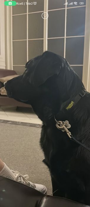 Вязка лабрадор ретривер