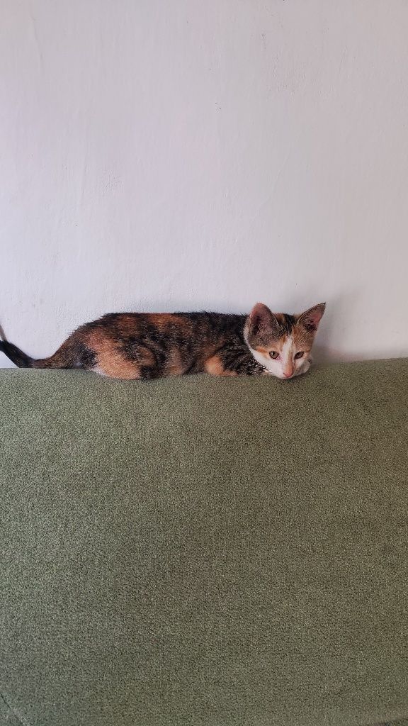Котята район Бозарык