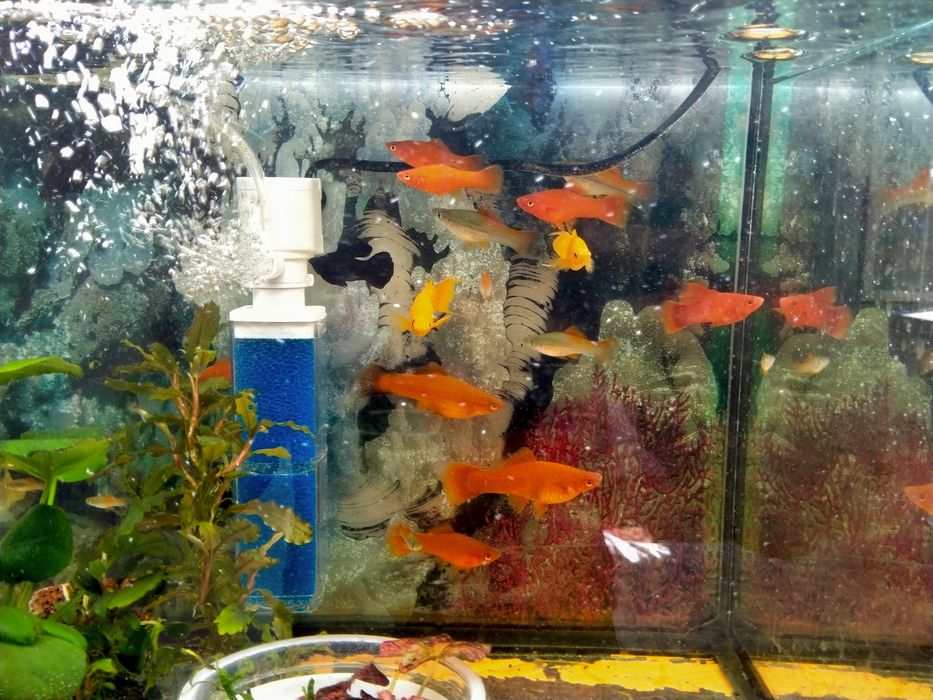 Аквариумный рыбки