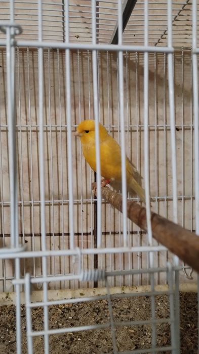 Vând canari masculi și femele