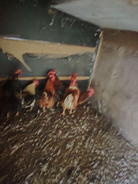 Cocosi tineri frumosi