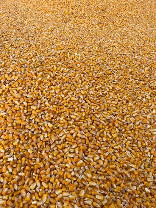 Vând porumb boabe recolta 2025