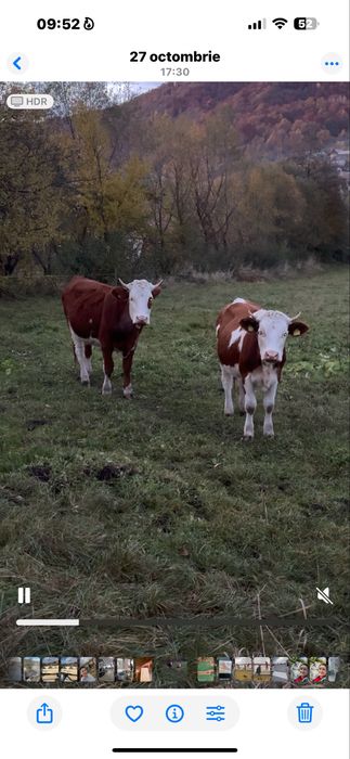 Vaca bălțată românească