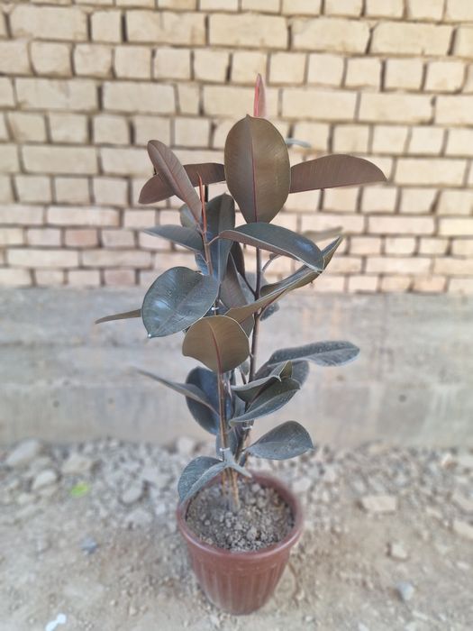 Dekerativ gul, qorashaxzoda