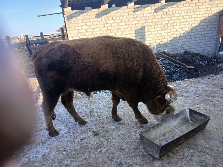 Продам Быка 3 года 800000 тыс