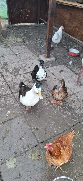 Vand un ratoi si doua rate rouen