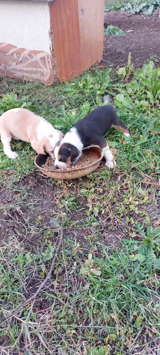 Ловни кучета Гончета