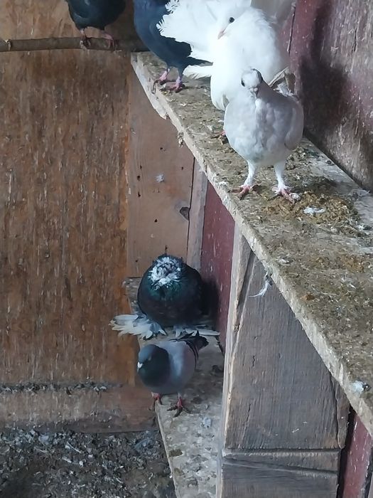 Schimb porumbei voiajori și de ornament cu găini diferite rase