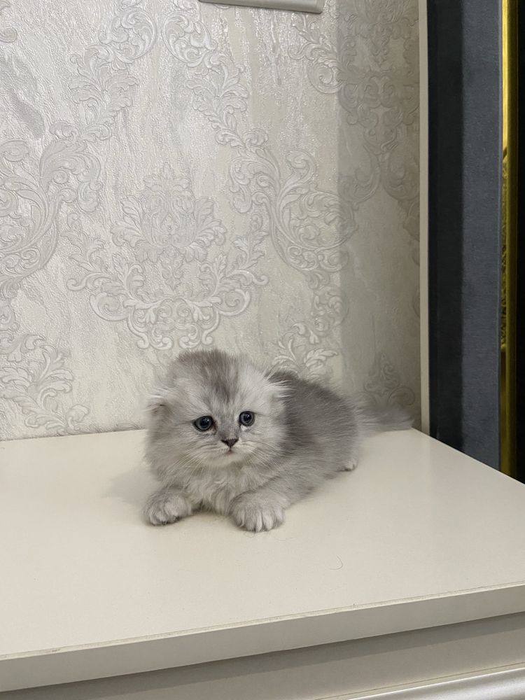 Продается британская кошечка