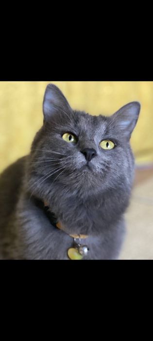 HADIYA. Отдам в добрые руки