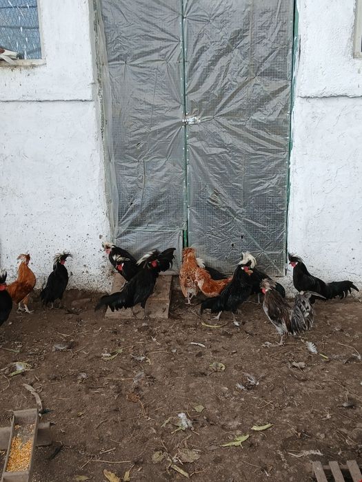 Cocoși motate olandeza