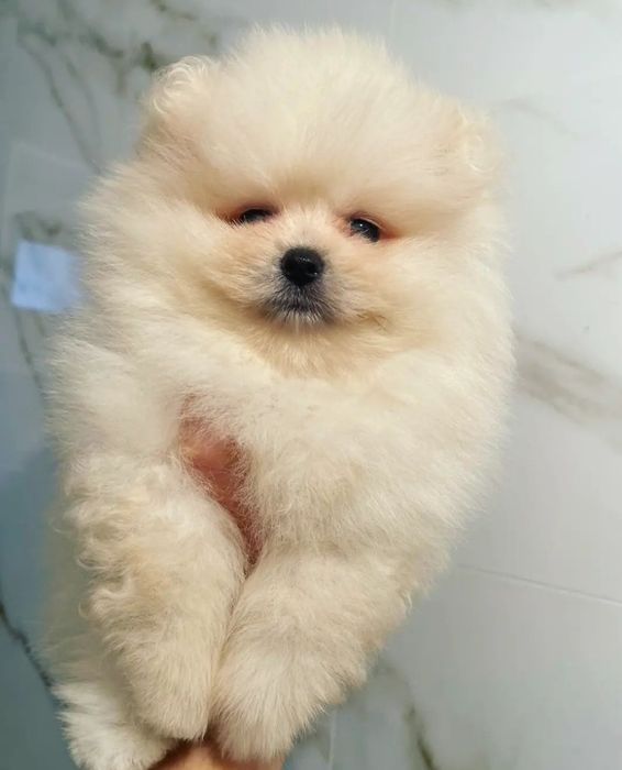 Щенки разного  окраска в наличии