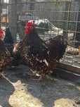 Oripington familie