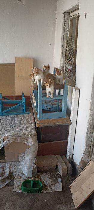 Отдам котят и кошечек